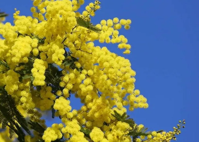 Ausoleil 2 Pieces Cosy Ensoleillé, à Pied, 50 M Du Vieux Port